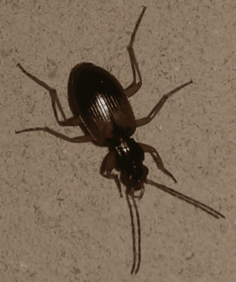Carabidae: Patrobus atrorufus? no, Anchomenus dorsalis
